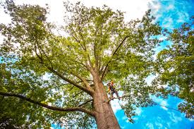 Professional  Tree Services in Lake Bryan, TX