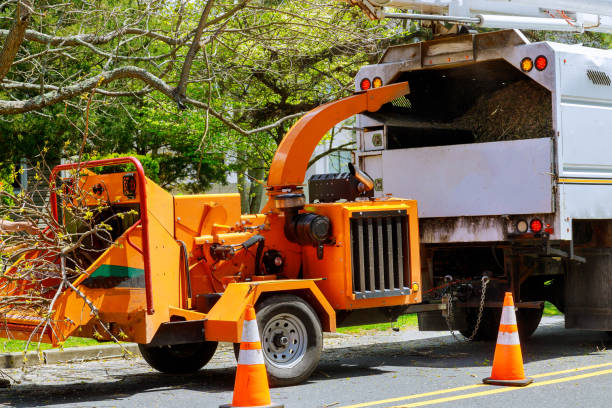 Why Choose Our Tree Removal Services in Lake Bryan, TX?